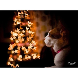 Bộ hiệu ứng chụp Bokeh 40 mẫu